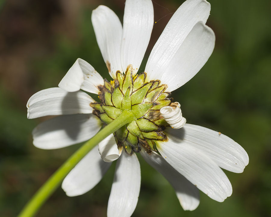Leucanthemum pachyphyllum ?